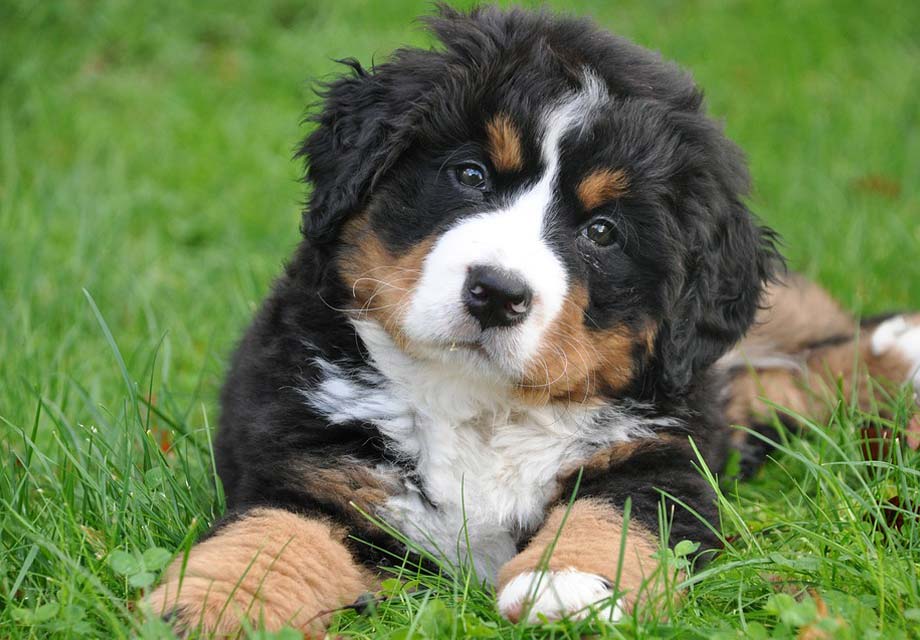 Bernese Mountain Dog Puppy